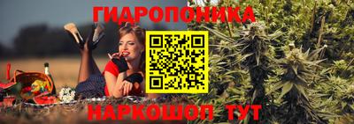 шишки Будённовск